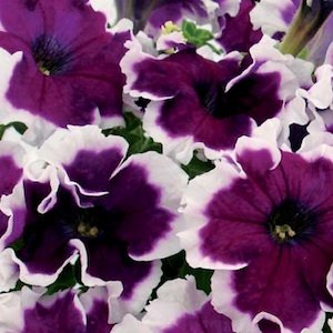 Can Can Picotee Velvet Petunia Flower Seed Pack 100 Stratisfied Seeds