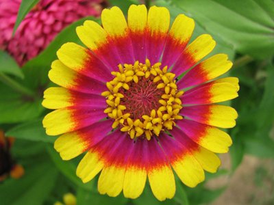 Circus Act Zinnia Flower Seed Pack