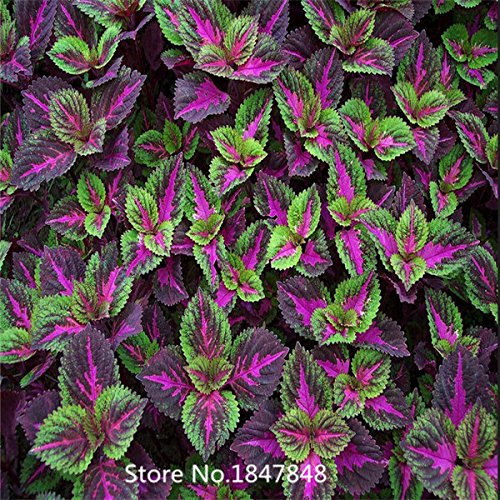 Garden Plant Flower seeds 100pcs seeds Black Dragon Coleus seeds Flower Seed Pack - Beautiful ecstatic planting flowers Bonsai s