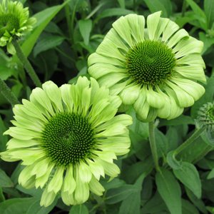 Green Jewel Coneflower Flower Seed Pack with Planting Instructions Echinacea Seeds