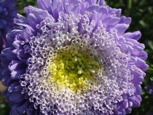 Imperfect Jewel Zinnia Flower Seed Pack