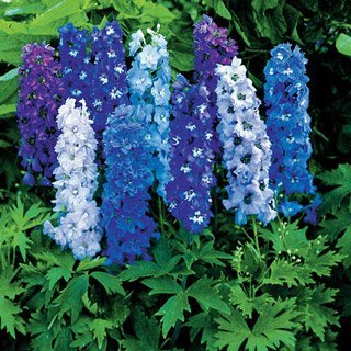 Magic Fountain Mix Delphinium Flower Seed Pack