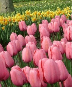 Pink Impression Tulip Flower Seed Pack Garden Seeds Fresh