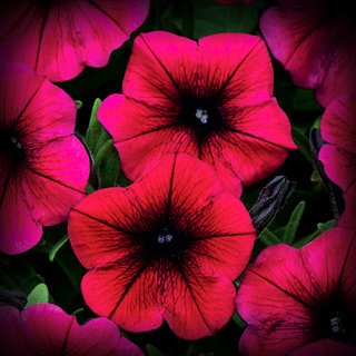 Shock Wave Deep Purple Petunia Flower Seed Pack 100 Stratisfied Seeds