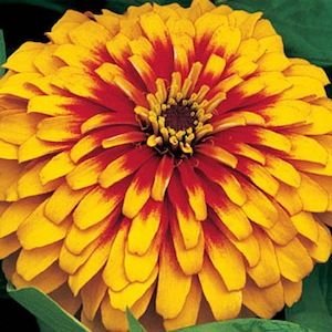 Swizzle Scarlet Zinnia Flower Seed Pack