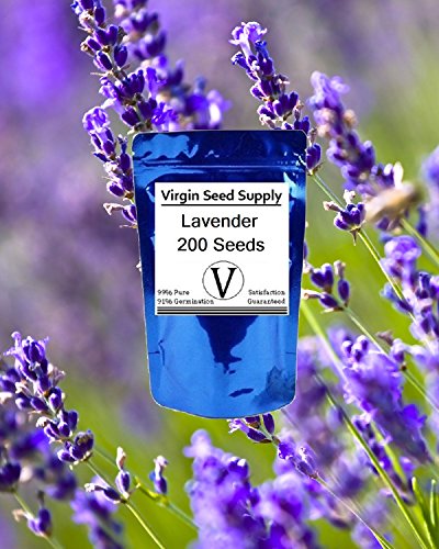 Virgin Seed Supply Lavender 200 Count Flower Seed Pack Organic Non-GMO Heirloom Variety