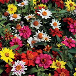 Zinnia Seeds Zahara Mix Zinnia Flower Seed Pack Beautiful Annuals Treasuresbylee Seed Pack