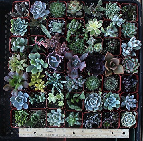 30 Assorted 2" Succulent Plants