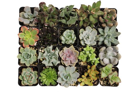 Jiimz 15 Different Mixed Succulent Spring Collection