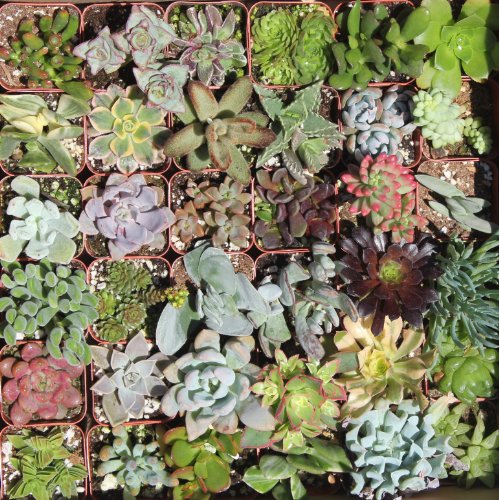 Shop Succulents Green Succulent (collection Of 20)