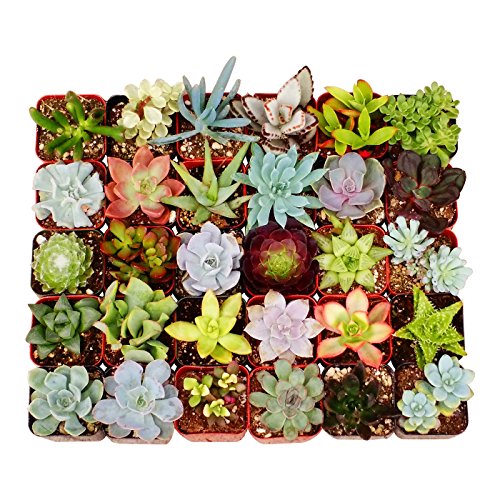 Shop Succulents Unique Succulent (collection Of 20)