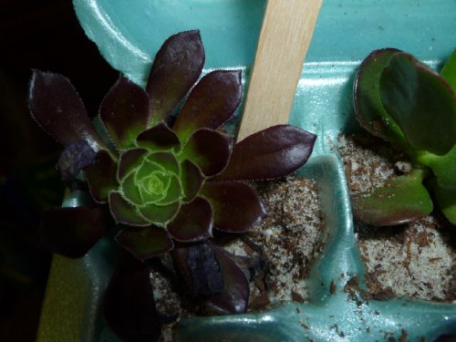 Succulent Terrarium Fairy Garden Plants - 5 Different Plants in 2 Pots