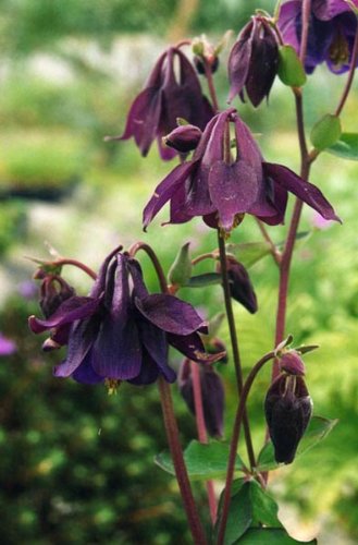 -bulk- Bulgarian Columbine ~deep Purple~quotaquilegia Nigricans&quot 250 Perennial Seeds