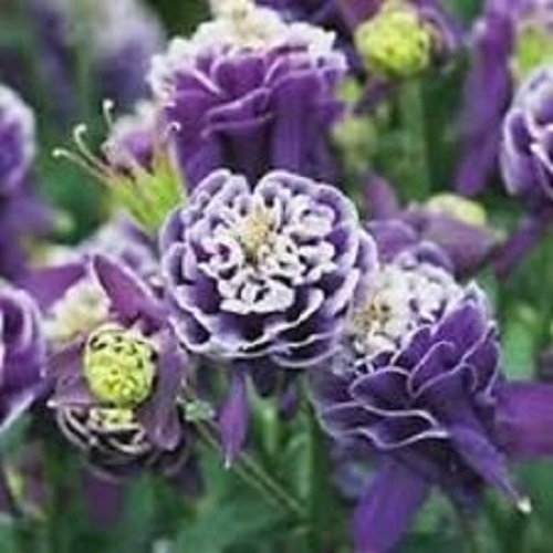 25 Aquilegia Caerulea Vulgaris Crista Barlow Columbine Flower Seeds  Perennial