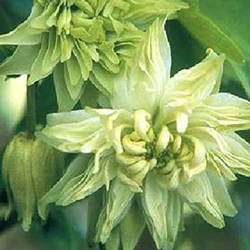 25 Aquilegia Lime Sorbet Flower Seeds  Columbine  Perennial