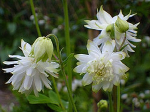 25 Aquilegia Lime Sorbet Flower Seeds  Columbine  Perennial