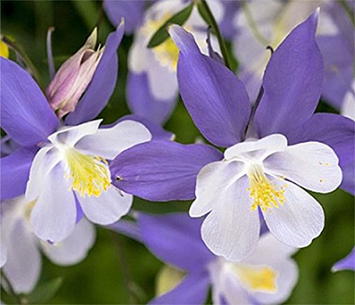 2500 Blue Dream Columbine Seeds - A Favorite Perennial Wildflower And State Flower Of Colorado