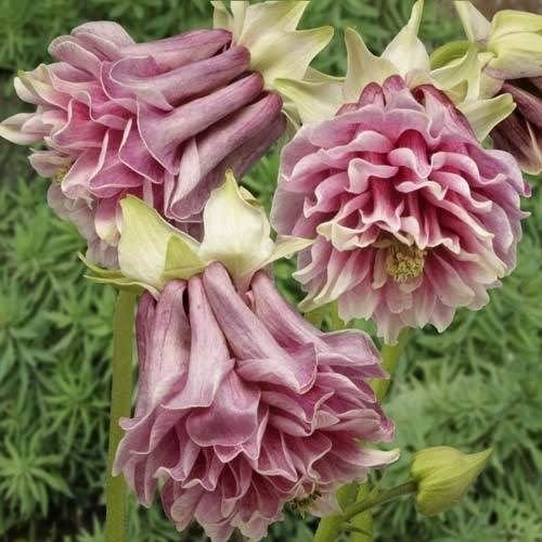 30 Pink Petticoat Columbine Aquilegia Flower Seeds  Perennial