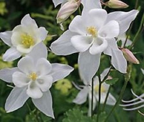 50 Aquilegia White Star Columbine Flower Seeds  Perennial