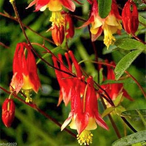 Columbine Seeds - Eastern Red Columbine- Perennial- 200 Seed 