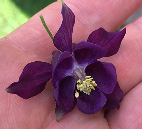 Deep Purple Columbine Perennial Premium Seed Packet