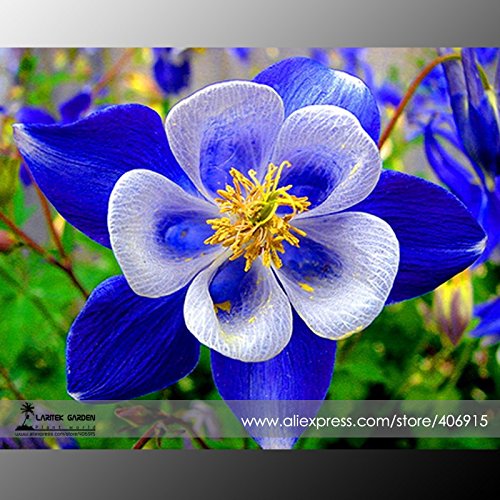 Solution Gifts Things Rare Aquilegia Blue Columbine Perennial Flower Seeds Professional Pack 50 Seeds  Pack Very Beautiful Garden Flower